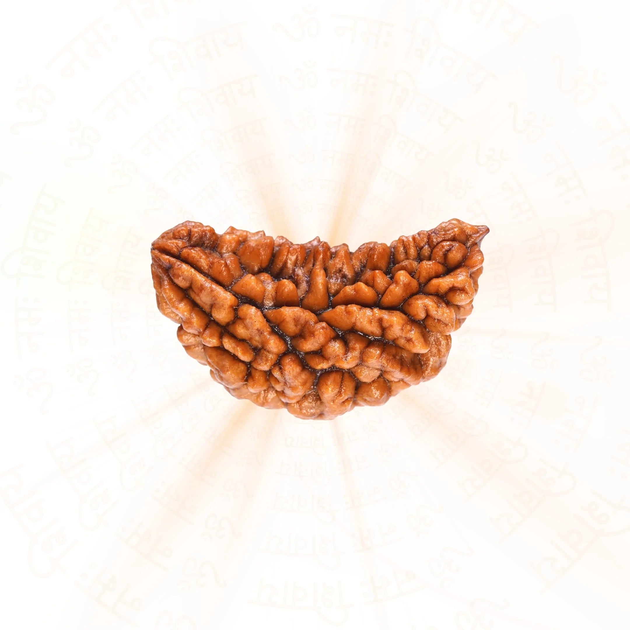 Premium 1 Mukhi Rudraksha