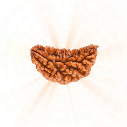Premium 1 Mukhi Rudraksha
