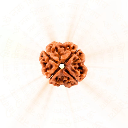 4 Mukhi Rudraksha ( Nepali )