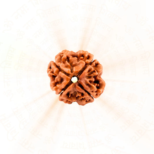 4 Mukhi Rudraksha ( Nepali )