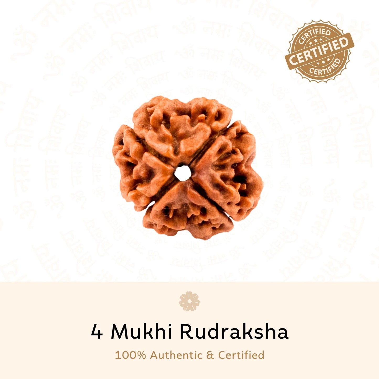 4 Mukhi Rudraksha ( Nepali )