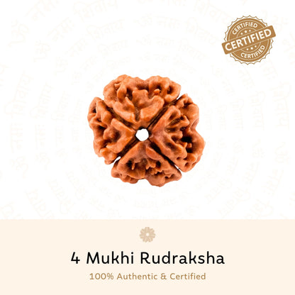 4 Mukhi Rudraksha ( Nepali )