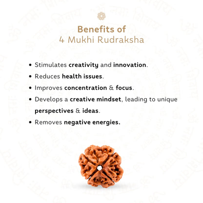 4 Mukhi Rudraksha ( Nepali )