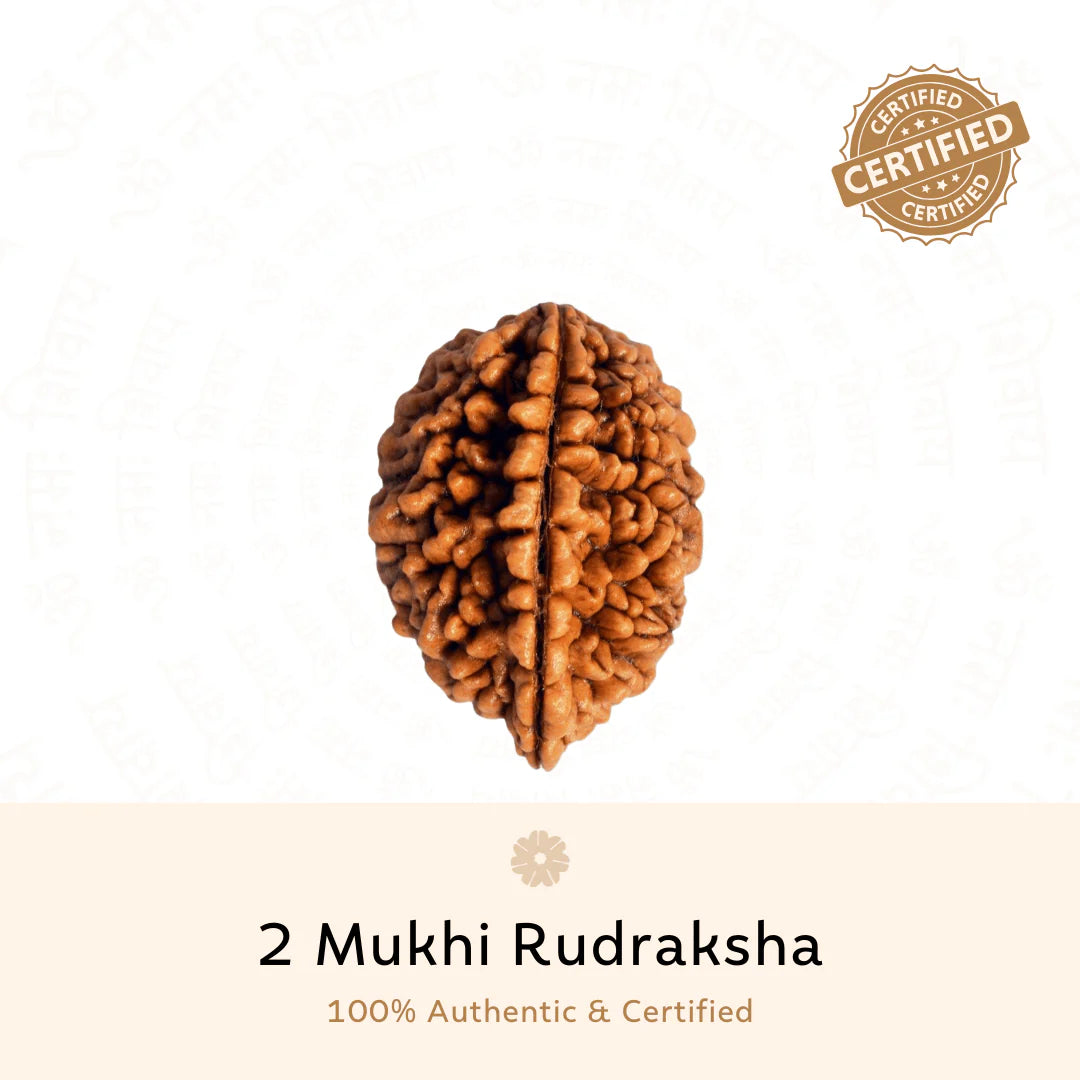 2 Mukhi Rudraksha (Nepali)