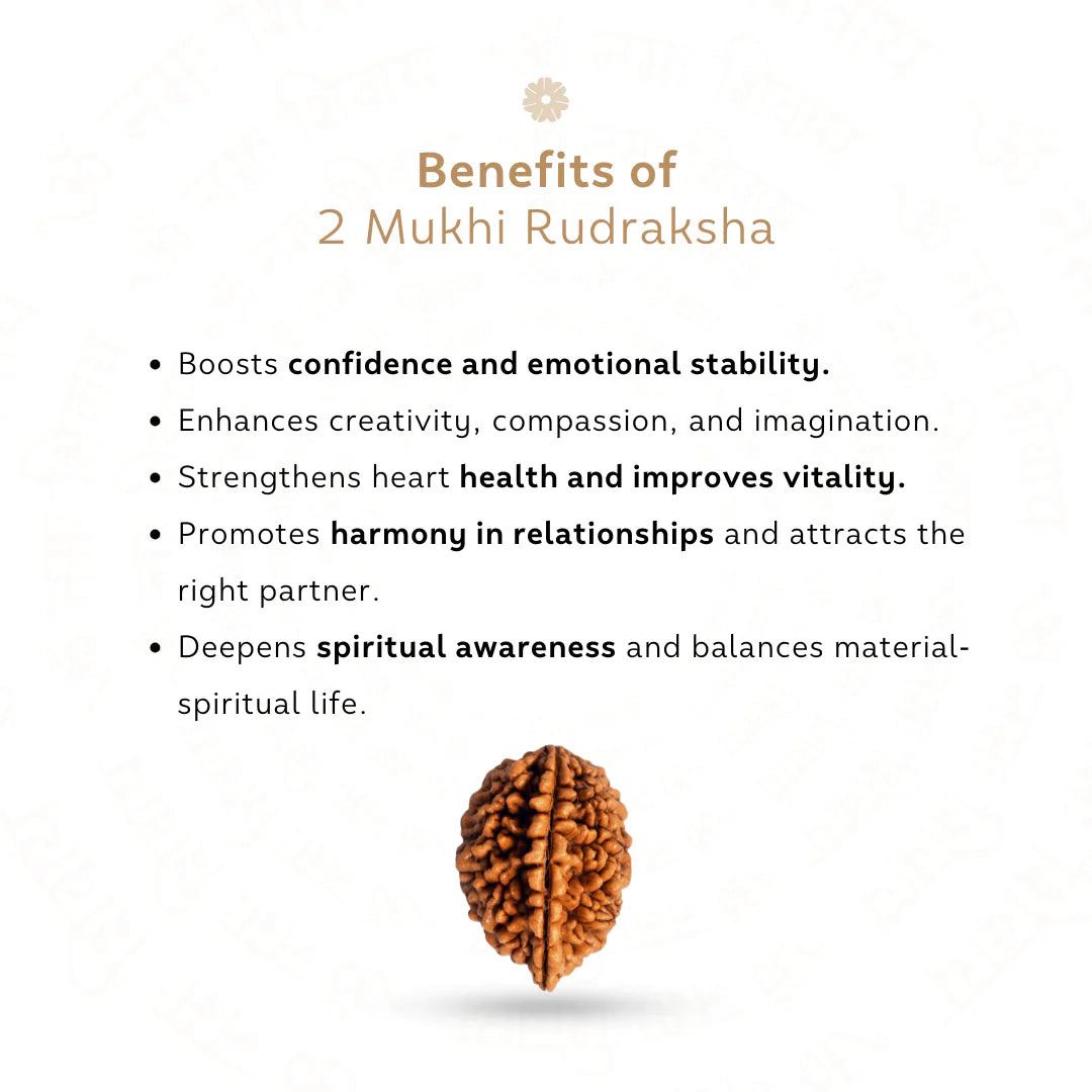 2 Mukhi Rudraksha (Nepali)