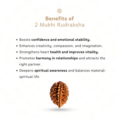 2 Mukhi Rudraksha (Nepali)