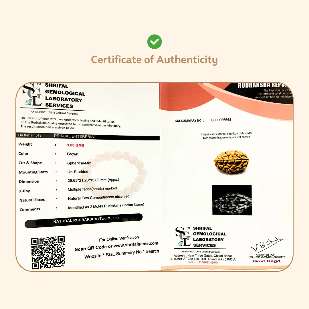 2 Mukhi Rudraksha (Nepali)