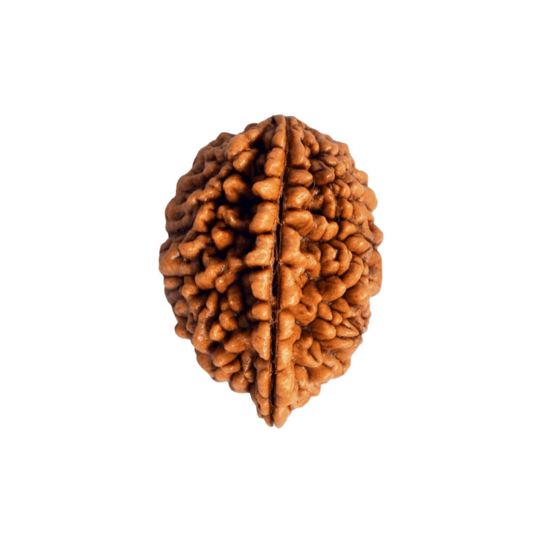 2 Mukhi Rudraksha (Nepali)