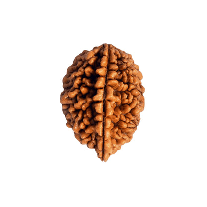 2 Mukhi Rudraksha (Nepali)
