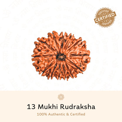 13 Mukhi Rudraksha (Nepali)