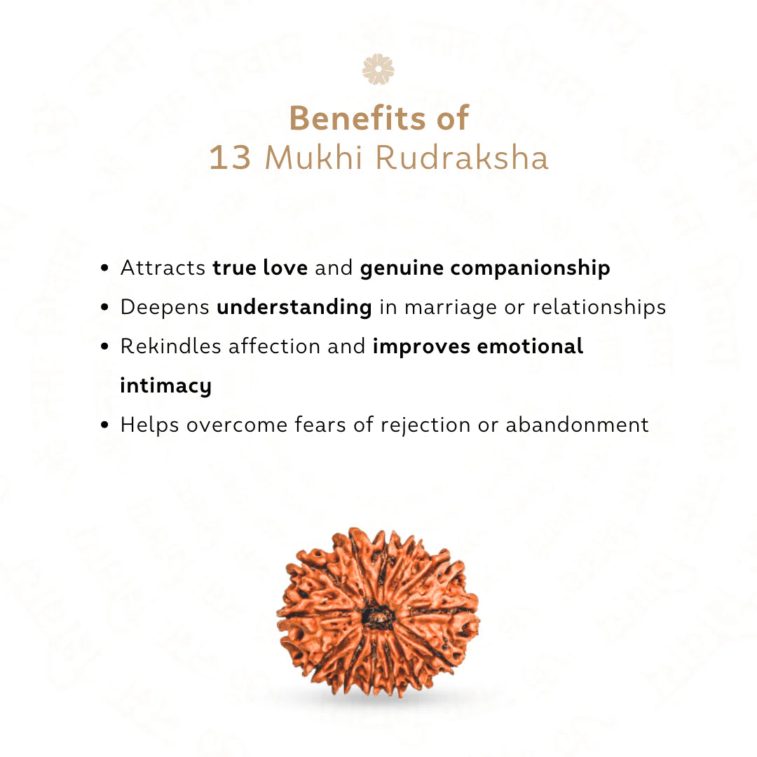 13 Mukhi Rudraksha (Nepali)