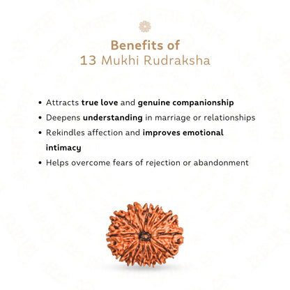13 Mukhi Rudraksha (Nepali)