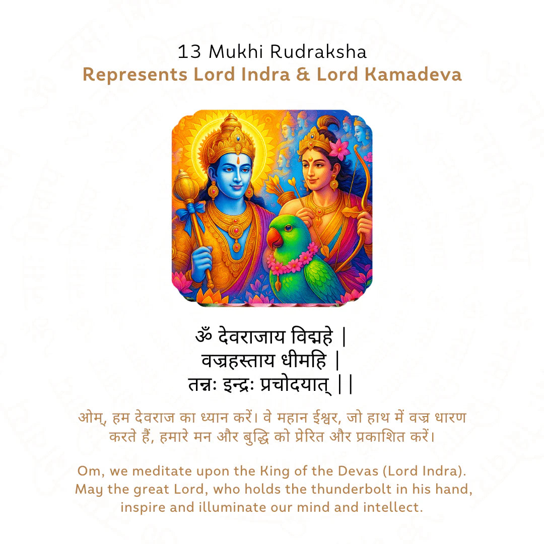 13 Mukhi Rudraksha (Nepali)