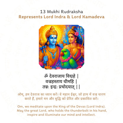 13 Mukhi Rudraksha (Nepali)