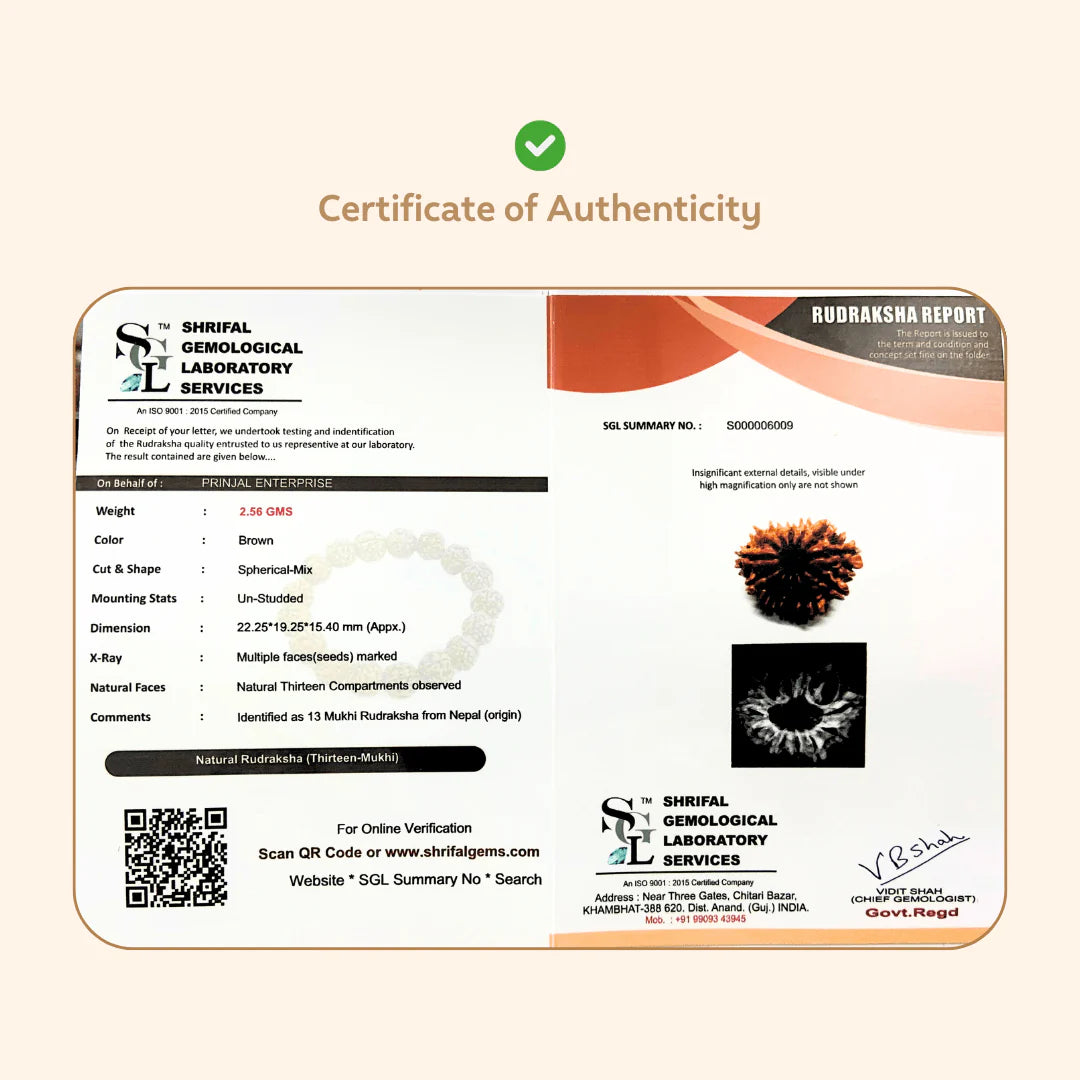 13 Mukhi Rudraksha (Nepali)