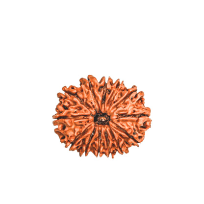 13 Mukhi Rudraksha (Nepali)