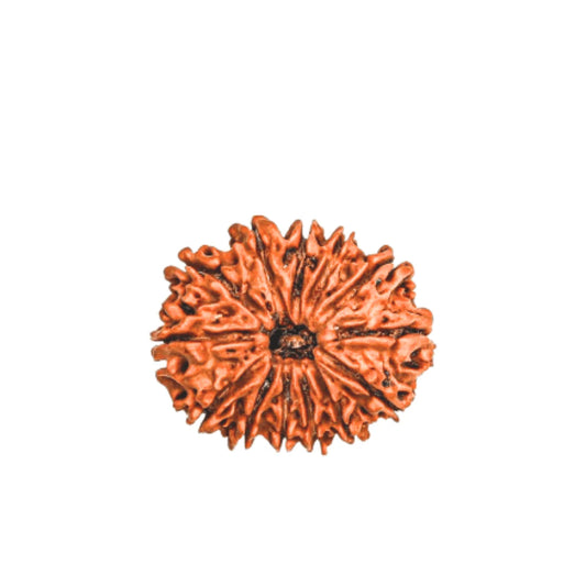 13 Mukhi Rudraksha (Nepali)