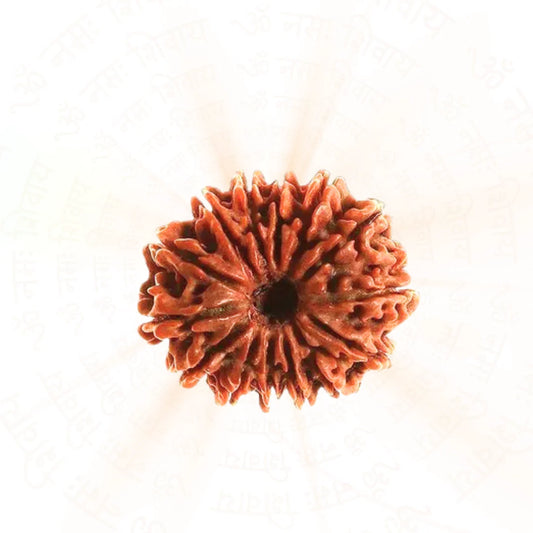 14 Mukhi Rudraksha (Nepali)