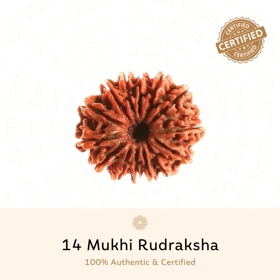 14 Mukhi Rudraksha (Nepali)