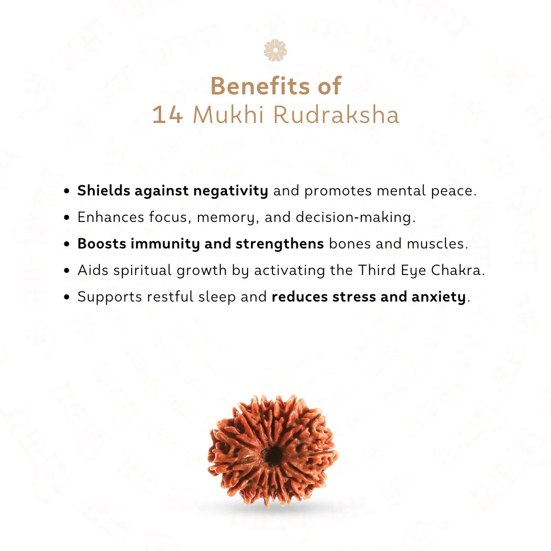 14 Mukhi Rudraksha (Nepali)