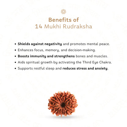 14 Mukhi Rudraksha (Nepali)
