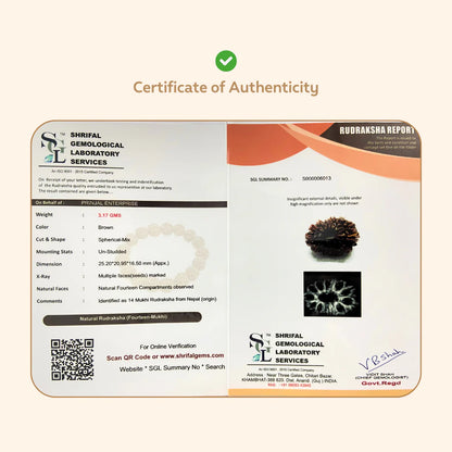 14 Mukhi Rudraksha (Nepali)