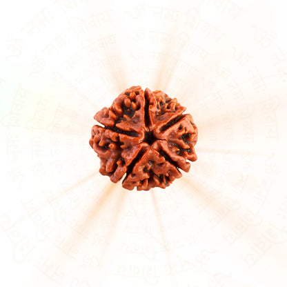 5 Mukhi Rudraksha ( Nepali )