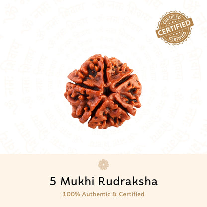 5 Mukhi Rudraksha ( Nepali )
