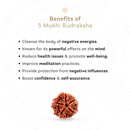5 Mukhi Rudraksha ( Nepali )