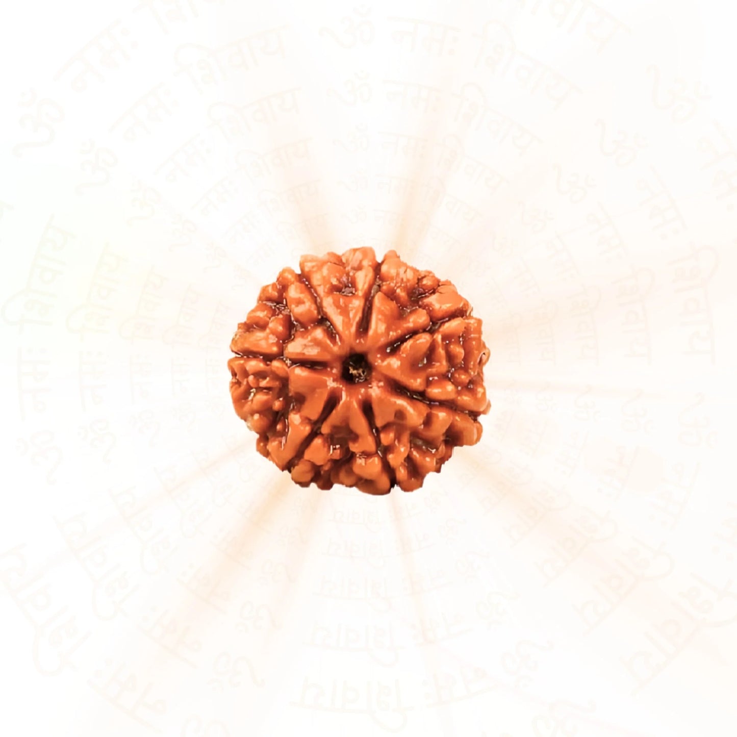 7 Mukhi Rudraksha ( Nepali )