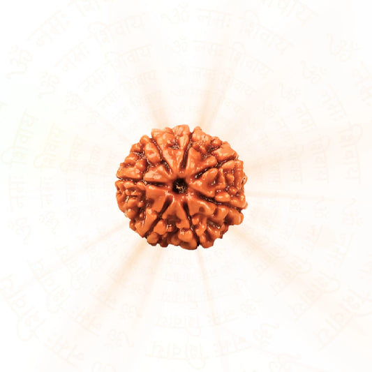 7 Mukhi Rudraksha ( Nepali )
