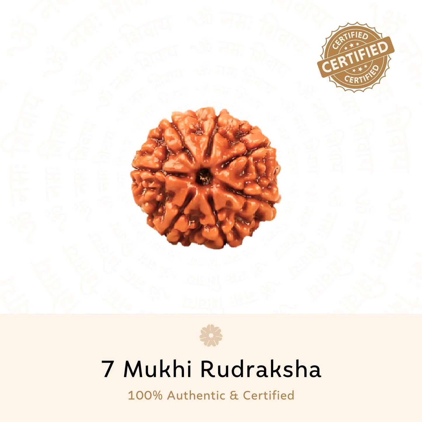 7 Mukhi Rudraksha ( Nepali )