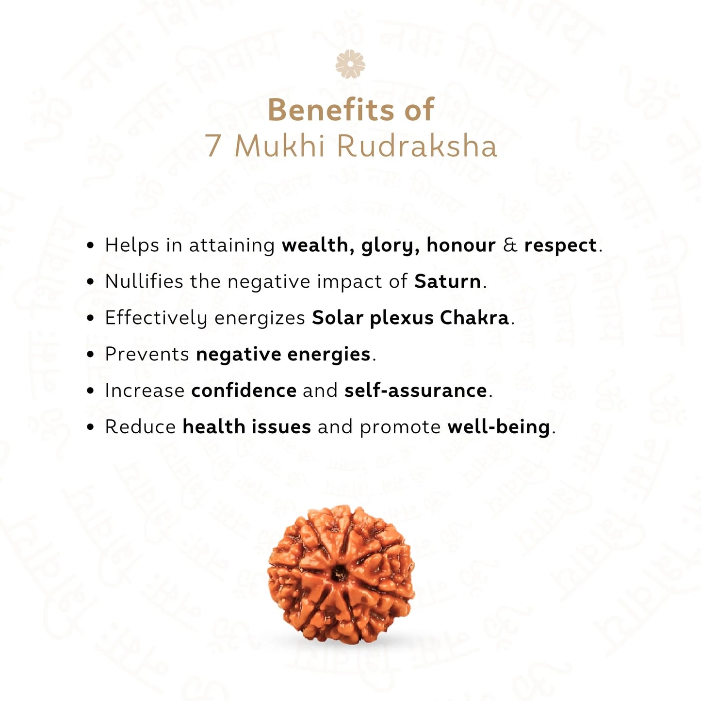 7 Mukhi Rudraksha ( Nepali )
