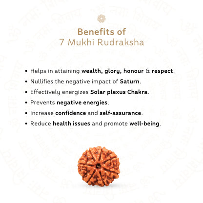 7 Mukhi Rudraksha ( Nepali )