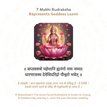 7 Mukhi Rudraksha ( Nepali )