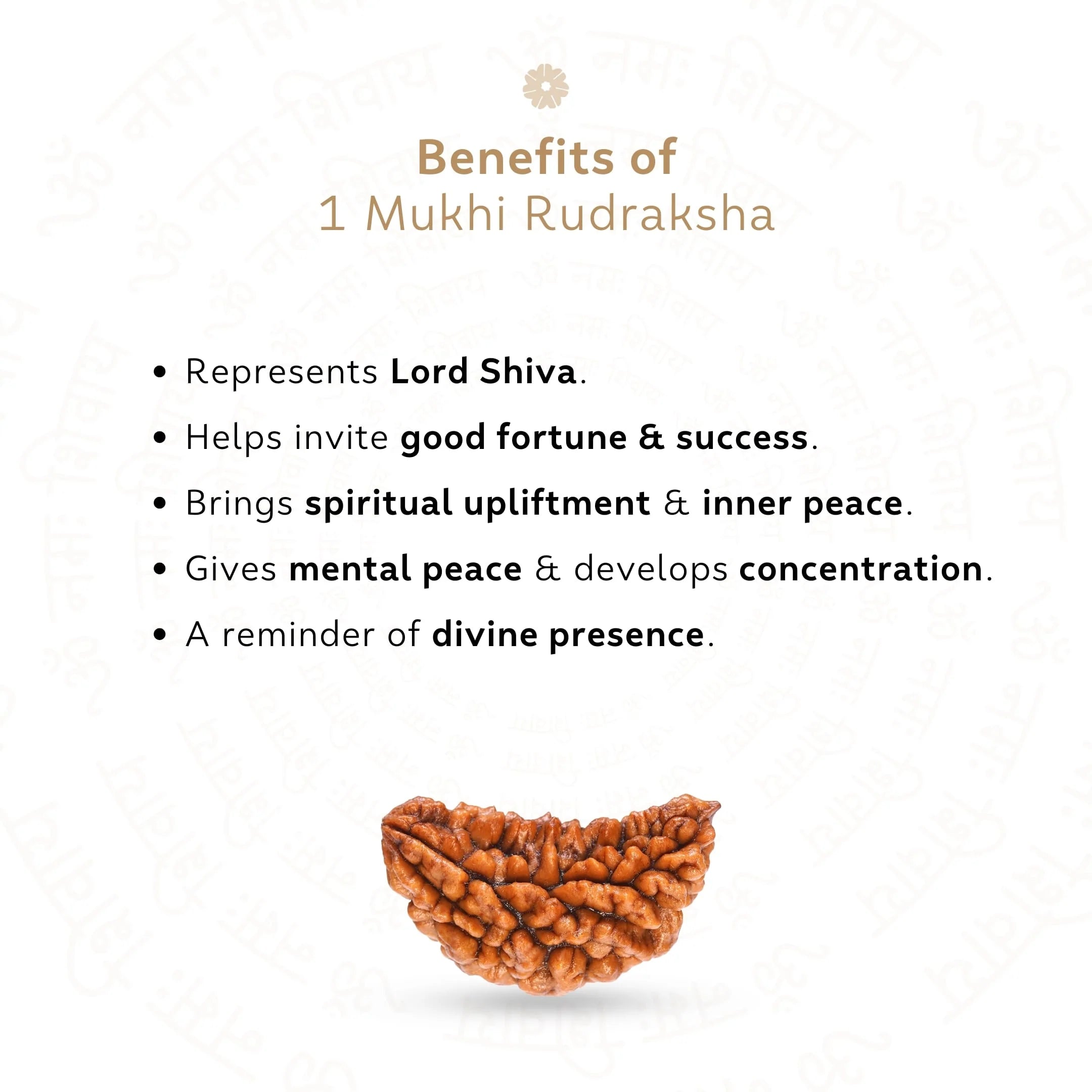 Premium 1 Mukhi Rudraksha