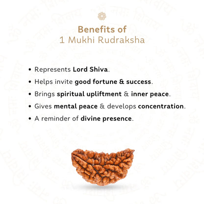 Premium 1 Mukhi Rudraksha