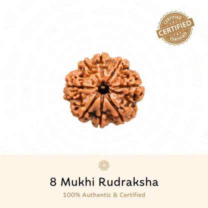 8 Mukhi Rudraksha ( Nepali )