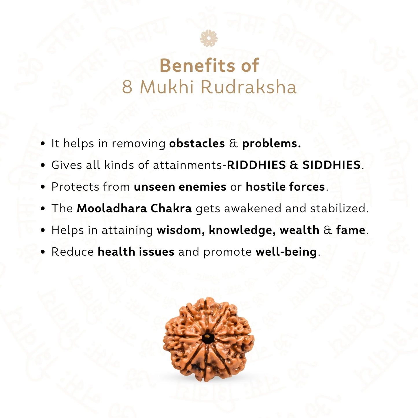 8 Mukhi Rudraksha ( Nepali )