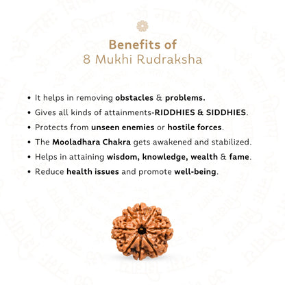 8 Mukhi Rudraksha ( Nepali )