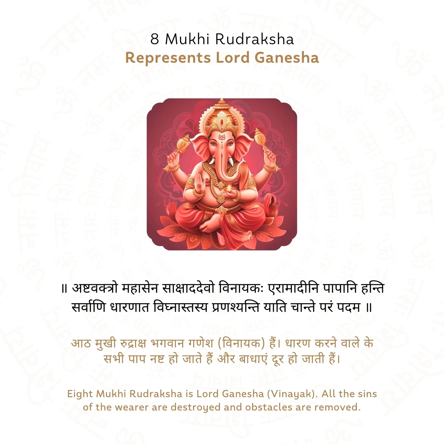 8 Mukhi Rudraksha ( Nepali )