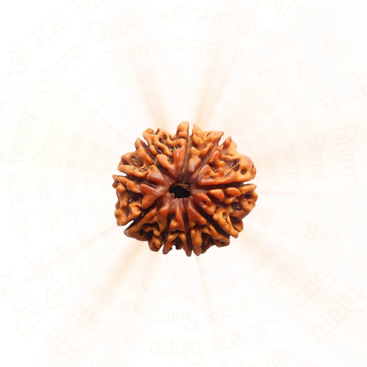 9 Mukhi Rudraksha ( Nepali )