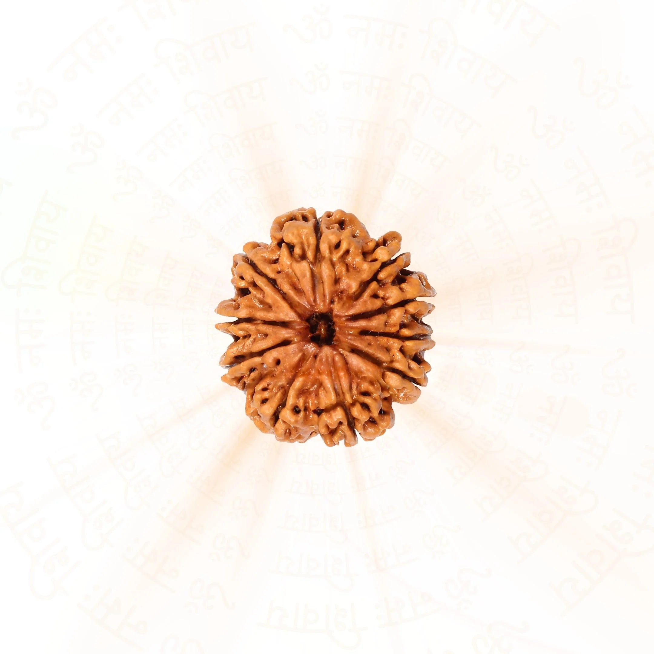 10 Mukhi Rudraksha ( Nepali )