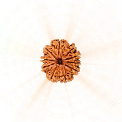 10 Mukhi Rudraksha ( Nepali )