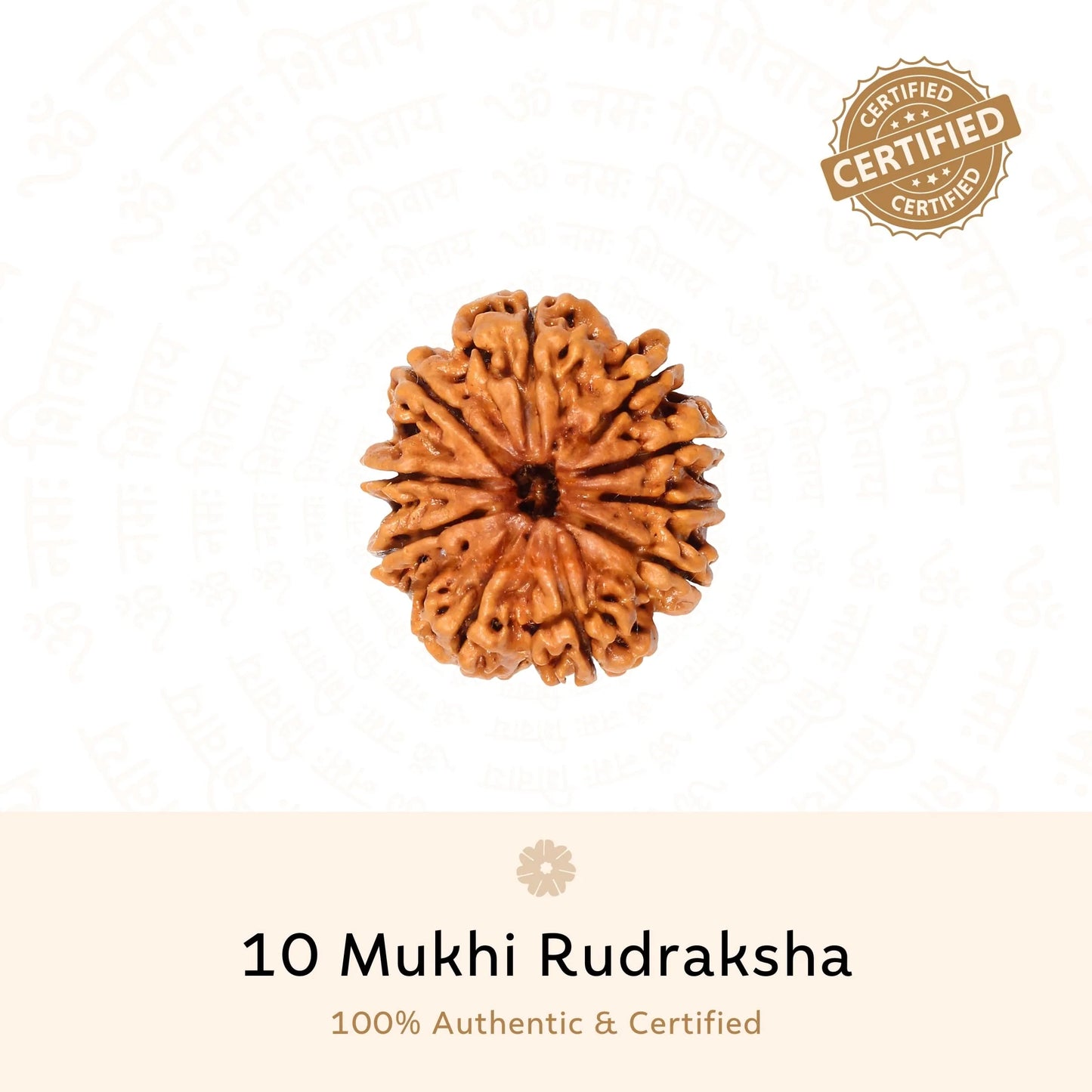 10 Mukhi Rudraksha ( Nepali )