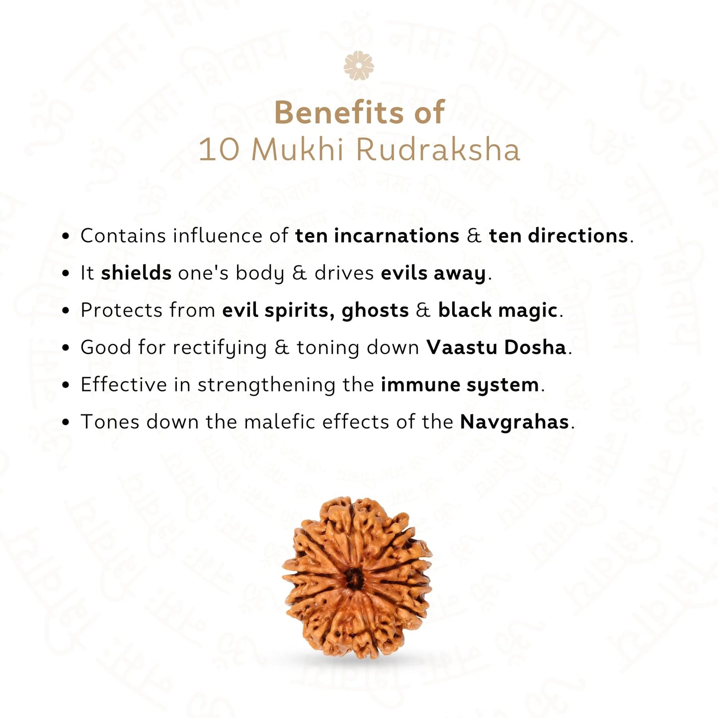10 Mukhi Rudraksha ( Nepali )