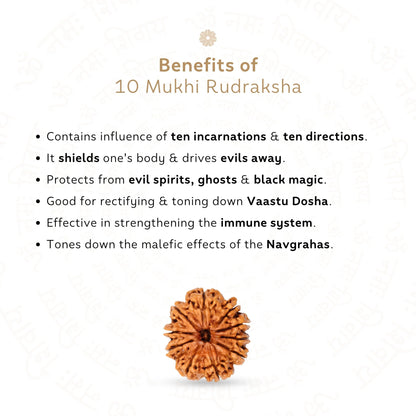 10 Mukhi Rudraksha ( Nepali )