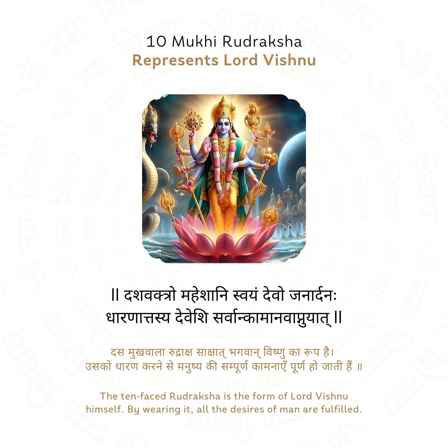 10 Mukhi Rudraksha ( Nepali )