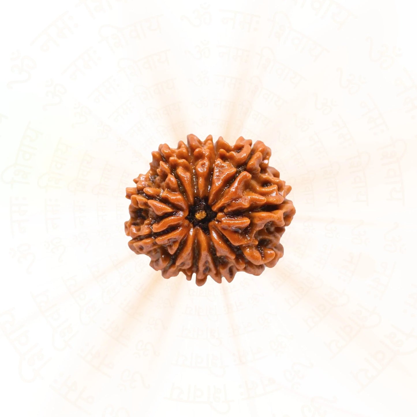 11 Mukhi Rudraksha ( Nepali )