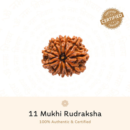 11 Mukhi Rudraksha ( Nepali )